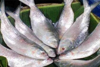 ilish fish