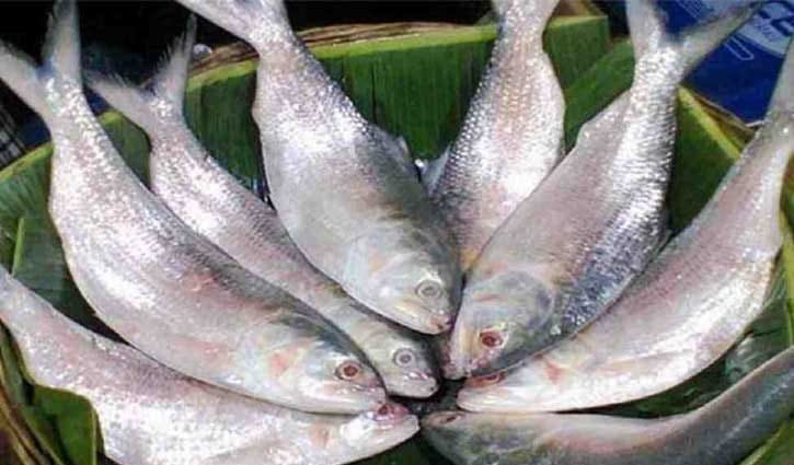 ilish fish